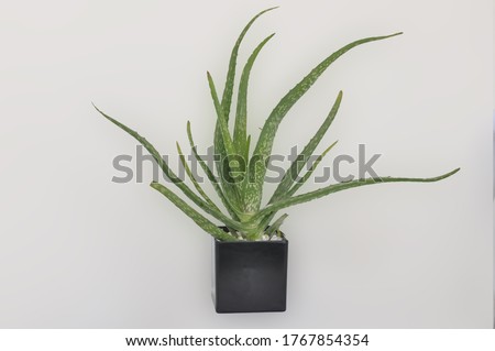 Fresh Green Aloe Vera Plant in Black Pot Royalty-Free Stock Photo #1767854354