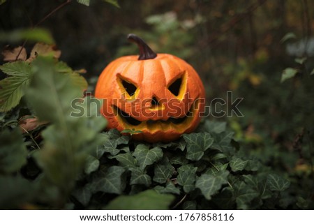 Halloween concept. Pumpkin Jack Glowing in green ivy in autumn blurry dark forest.Symbol of the autumn holiday. Holidays in October. Halloween and Thanksgiving concept
