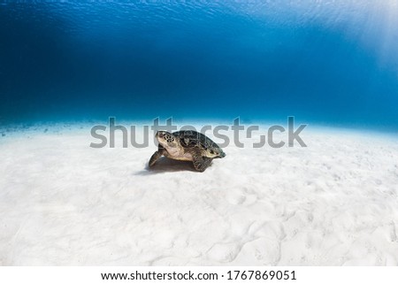 Green Sea Turtle sleeping on a White Seabed