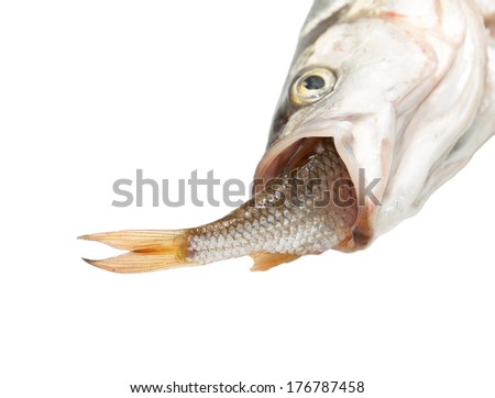 fish eating another fish