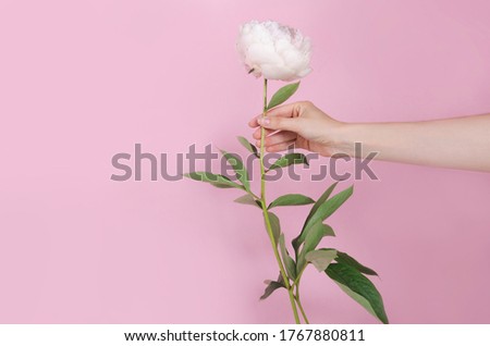 White fresh fluffy piony flower in the hand on pink background