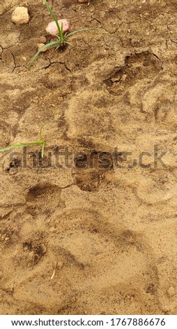 Sheep footage of walked in sand awesome picture in outdoor