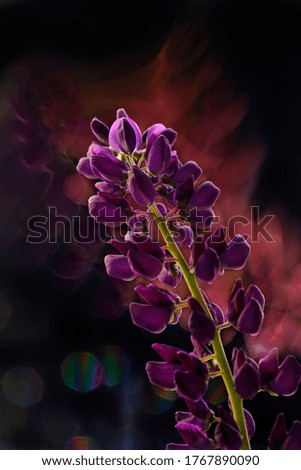 Image of a lilac lupine on a black background. Abstract image of a summer flower with a long exposure train