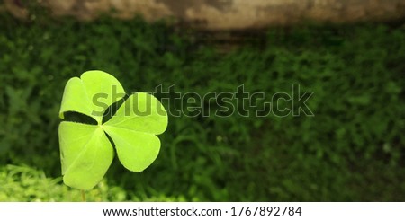 Beautiful three leaf clover on a dark green background