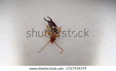 Close up of Earwig on a white background
insect isolated
Closeup earwigs
Earwigs will use their pincers to defend themselves. close up insect, insects, animals, animal, bug, bugs, wildlife wild nature
