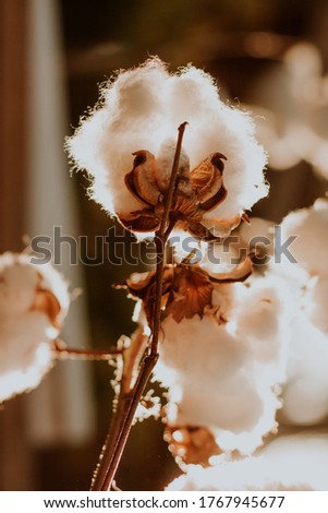 Soft fluffy white cotton plant seed ball pictures in golden hour sunset