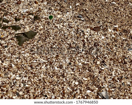 Seashore background with seashells. Natural textured surface, selective focus.