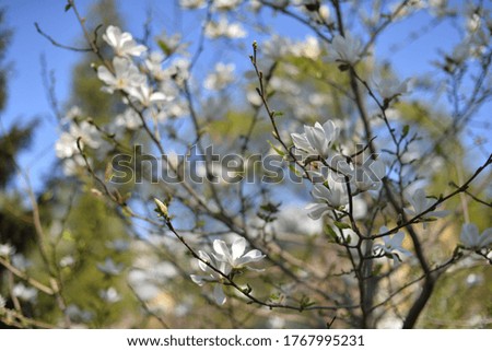 Magnolia branches with blooming flowers