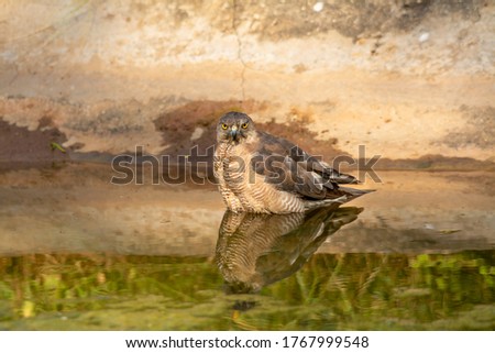 Shikra or Accipiter badius or little banded goshawk quenching thirst with reflection in water. An angry looking bird or prey during winter migration at jhalana leopard reserve jaipur rajasthan india