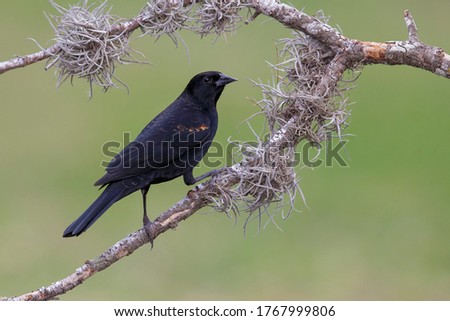 Subadult or adult male Red-winged Blackbird (Agelaius phoeniceus) in non-breeding plumage Hidalgo County, Texas, United States. Royalty-Free Stock Photo #1767999806