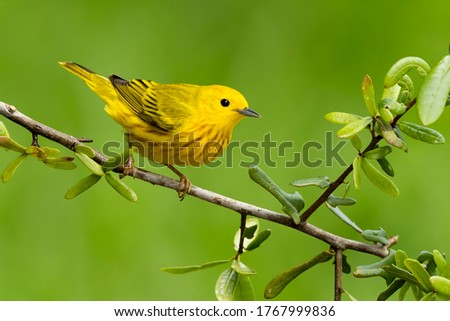 Adult male Yellow Warbler (Setophaga aestiva) during spring migration at Galveston County, Texas, USA.  Royalty-Free Stock Photo #1767999836
