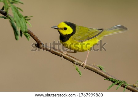 Adult male Hooded Warbler (Setophaga citrina) during spring migration at Galveston County, Texas, USA.  Royalty-Free Stock Photo #1767999860