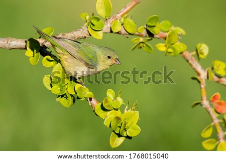 Adult female Painted Bunting (Passerina ciris) perched on a branch in Galveston County, Texas, United States, during spring migration. Royalty-Free Stock Photo #1768015040