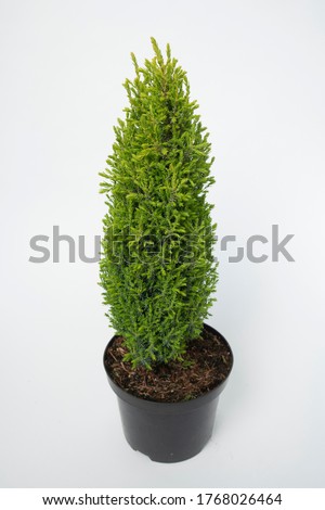 Juniperus communis Compressa - outdoor plant Royalty-Free Stock Photo #1768026464