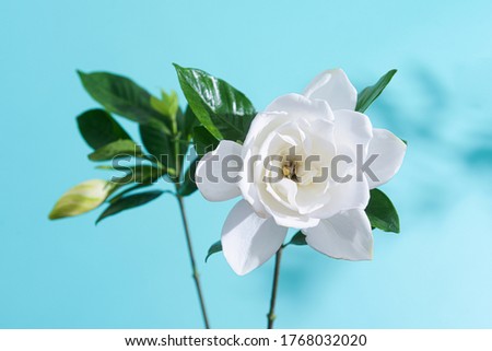 Branch white gardenia with bud with stem on blue background,