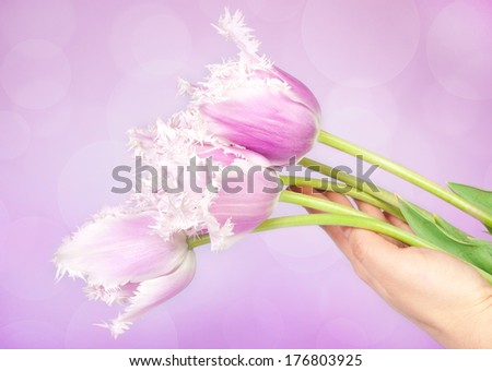 bouquet of fresh, lilac tulips