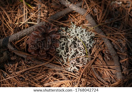 Lichen Evernia prunastri or Oakmoss on a branch on forest floor