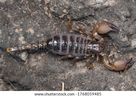 Pregnant scorpion resting on a rock.