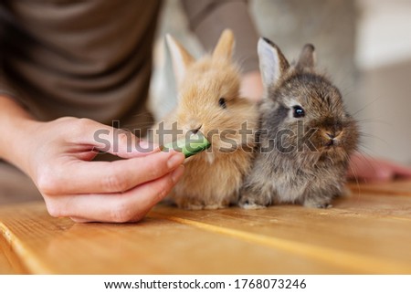 Woman hand feed with cucumber close up gray brown baby rabbits 3 month old isolated on a coffee cafe background for children to feed animals. Human and pets relationships concept Royalty-Free Stock Photo #1768073246