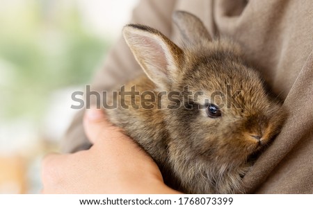 the girl with the rabbit. holding cute fluffy Bunny.Friendship with Easter Bunny. Spring photo.Close up Royalty-Free Stock Photo #1768073399