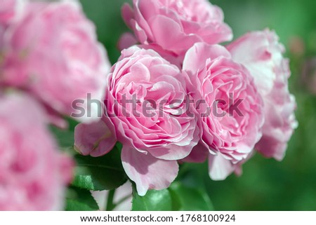 pink roses in bloom, peony double rose bush outdoors