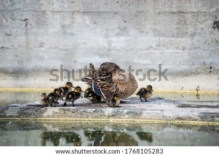 Nice young female duck with little ducklings family sitting on rock near the water 