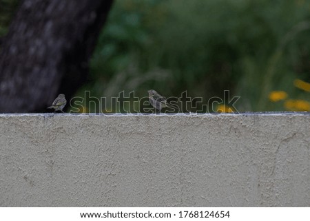 beautiful colorful bird standing on the fence