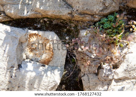 Close up. A rare piece of ancient thousand-year-old fossils in white marble stones in the wall of a medieval European fortress (Italian castle) in Brescia, Lombardy, Italy. Archeology.