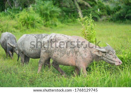 domestic water buffalo with mud on body standing in green grass field