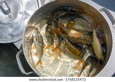 fresh roach catch in a pan