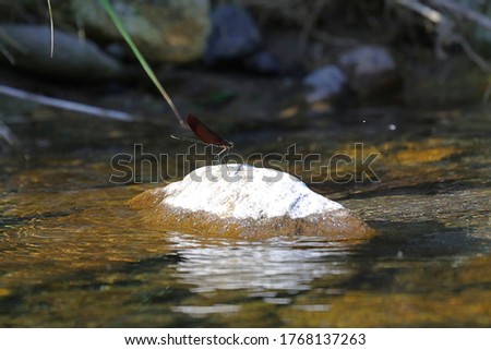 Mnais costalis which flies over a mountain stream