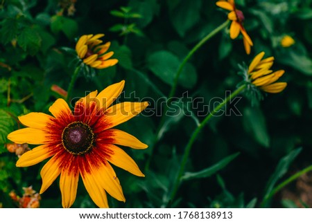 The concept of summer and flowers. Flower Wallpaper. Yellow decorative garden flowers Rudbeckia hirta with a red center on a background of green leaves, growing in the garden in summer.