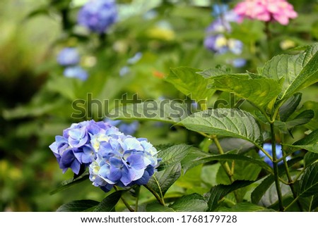 
Close-up of hydrangea blooming in Japanese mountains