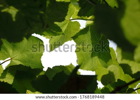 Large vine leaves photographed from below with a sky background.