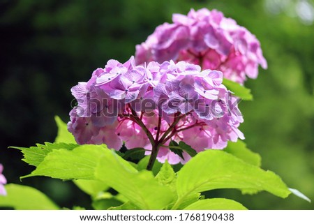 Close-up of hydrangea blooming in Japanese mountains