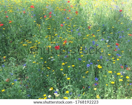 summer flower meadow field of wild flowers poppies poppy, oil seed rape and blue cornflowers background perfect for bees UK meadow 