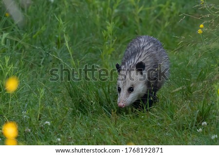 The opossum on a forest trail in the morning dew. Opossum is native American animal.