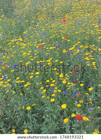 summer flower meadow field of wild flowers poppies, oil seed rape and blue cornflowers background perfect for bees