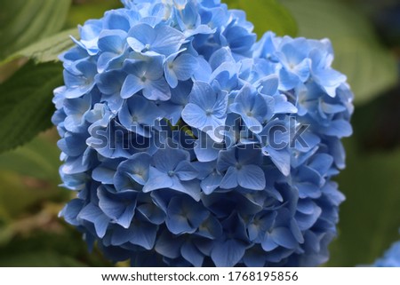 
Close-up of hydrangea blooming in Japanese mountains