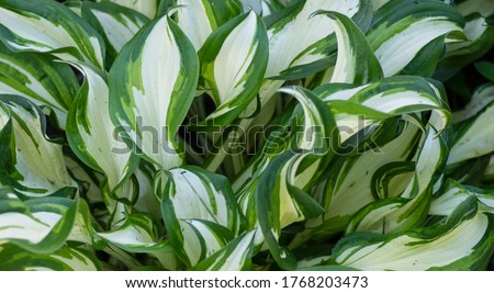 The hosta is a striped perennial garden plant, with beautiful strong leaves. Royalty-Free Stock Photo #1768203473