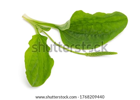 Broadleaf plantain leaves with ear isolated on white background