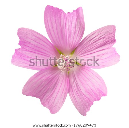 greater musk mallow flowers isolated  on white background Royalty-Free Stock Photo #1768209473