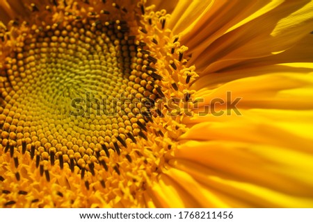 A sunflower is a small sun! A symbol of simplicity, happiness, and summer.