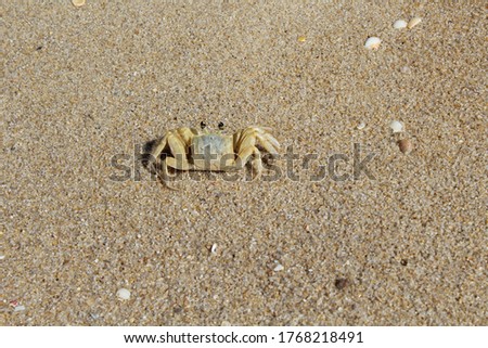 crab running on the beach sand