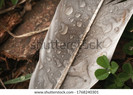 Macro photo of rain drops on a bird feather left on the ground