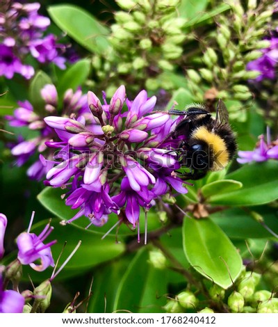 Bumble Bee on a Purple Flower