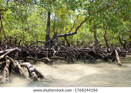 mangrove landscape in brazil litotal