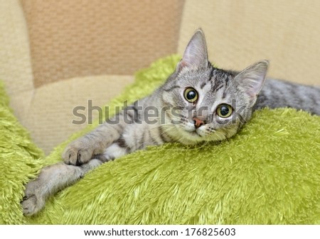Portrait of elegant grey curious Cat, cat portrait, kitten with green eyes close up in focal focus