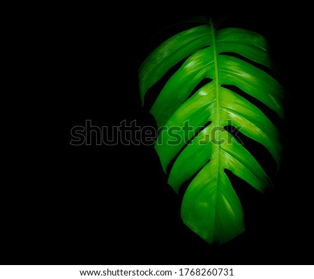 Dark green leaves on a dark natural background for wallpaper