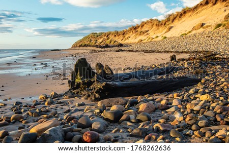 Remains of trees from pre-historic forest on the beach at Amble, Northumberland, England. UK. Royalty-Free Stock Photo #1768262636